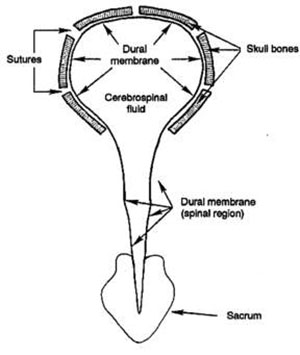 Craniosacral System - Labeled Chart
